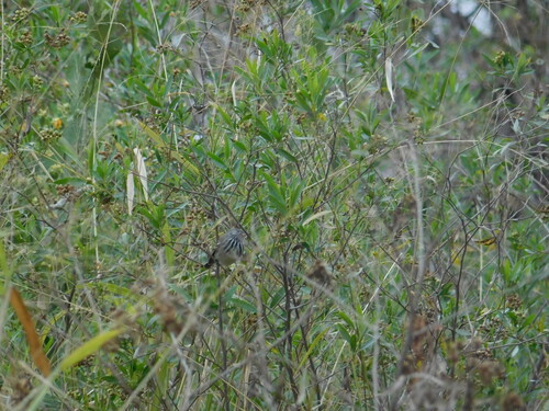 Yellow-billed Tit-Tyrant (Anairetes flavirostris), photo 4