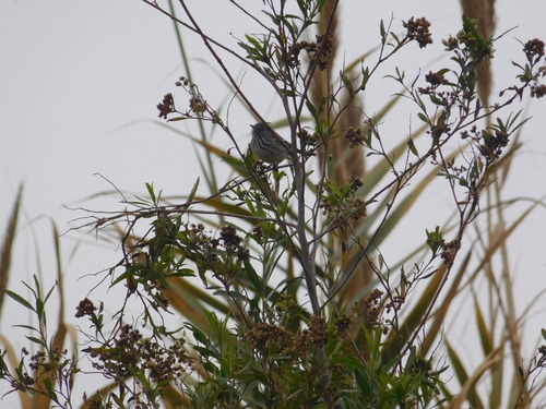 Yellow-billed Tit-Tyrant (Anairetes flavirostris), photo 5