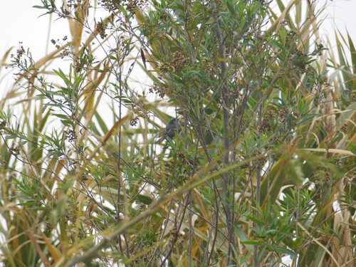 Straneck's Tyrannulet (Serpophaga griseicapilla), photo 4