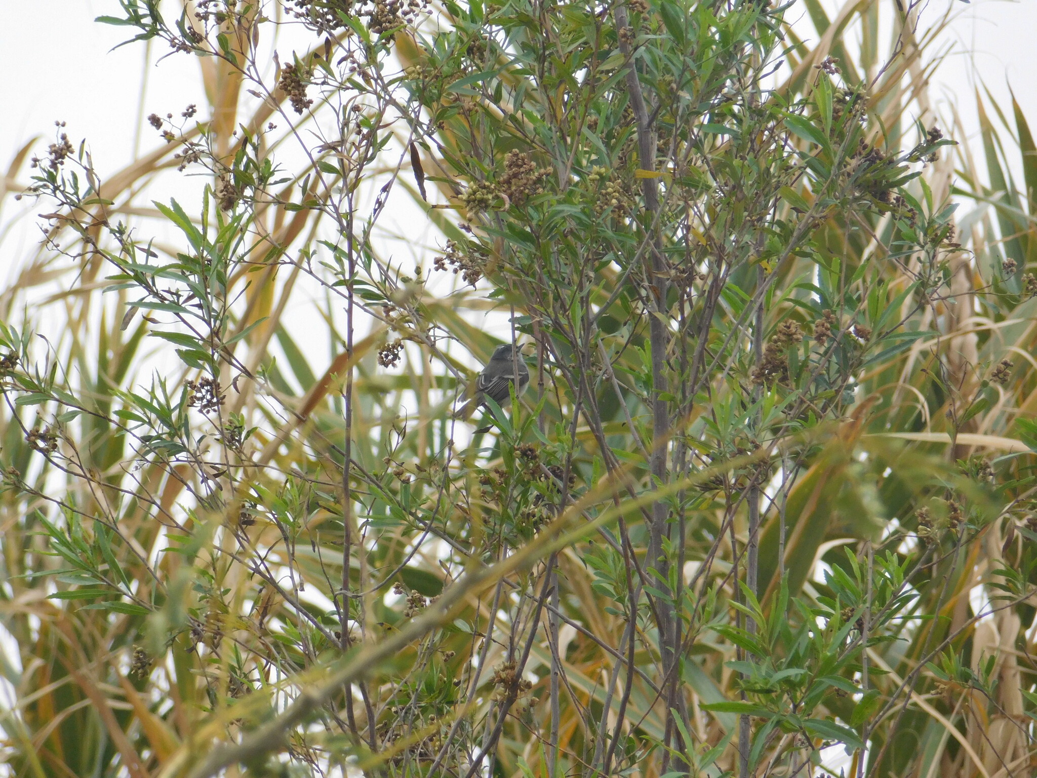 Straneck's Tyrannulet (Serpophaga griseicapilla), photo 4