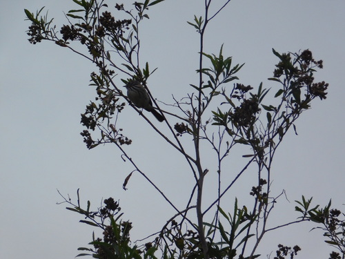 Yellow-billed Tit-Tyrant (Anairetes flavirostris), photo 10