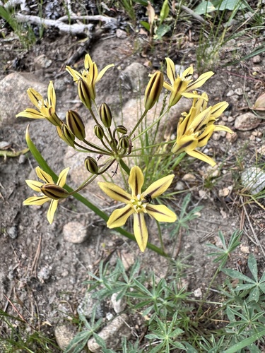 Triteleia ixioides, photograph 2