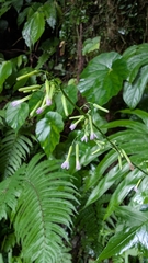 Paraprenanthes sororia
