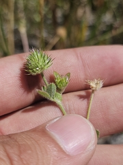 Trifolium microcephalum