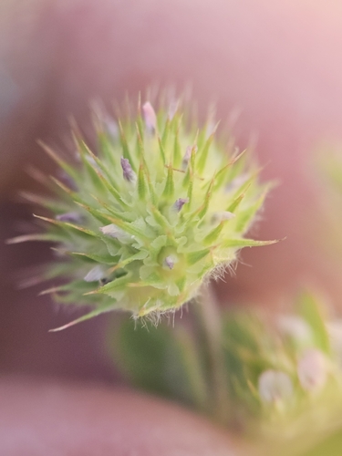 Trifolium microcephalum, photograph 2