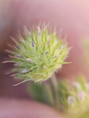 Trifolium microcephalum, photograph (c) Marco Iboshi, some rights reserved (CC BY)