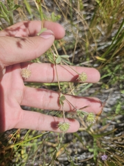Trifolium microcephalum, photograph (c) Marco Iboshi, some rights reserved (CC BY)