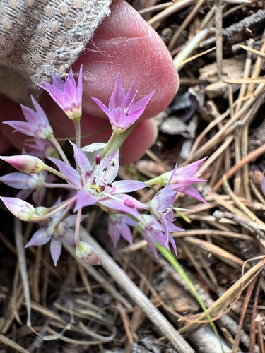 Allium campanulatum