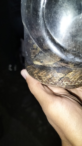 Oligodon purpurascens observed 2026-07-04
