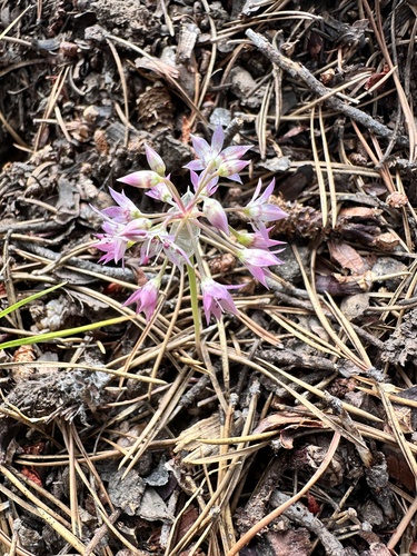 Allium campanulatum, photograph 2