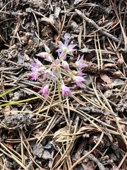 Allium campanulatum, photograph author not stated, no rights reserved