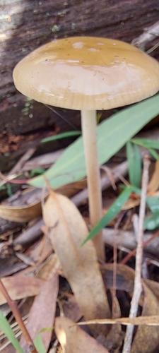 Oudemansiella gigaspora