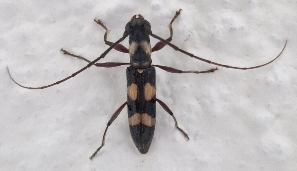 Thoracibidion io