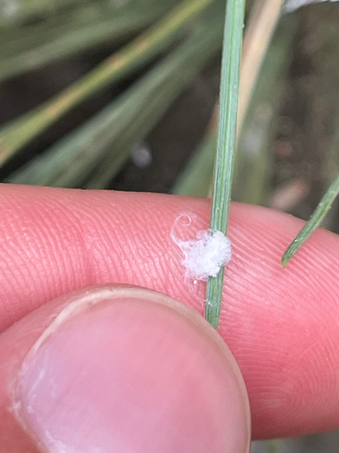 iNaturalist observation photo of Winged and Once-winged Insects