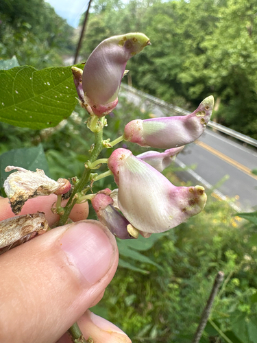 Apios priceana, photograph 3