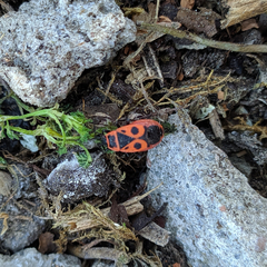 Pyrrhocoris apterus