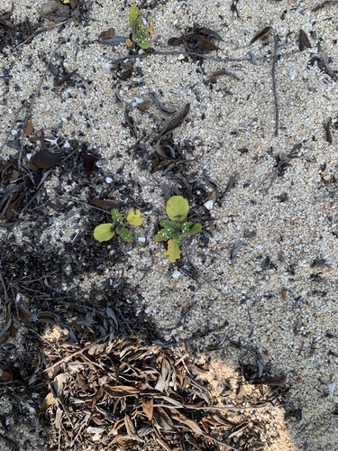 Okenia hypogaea, photograph 5