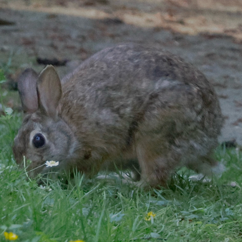 Eastern Cottontail