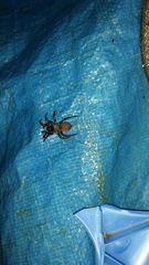 Antrodiaetus pacificus