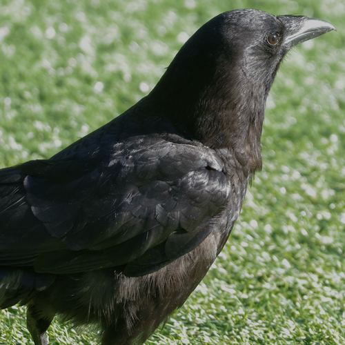 American Crow