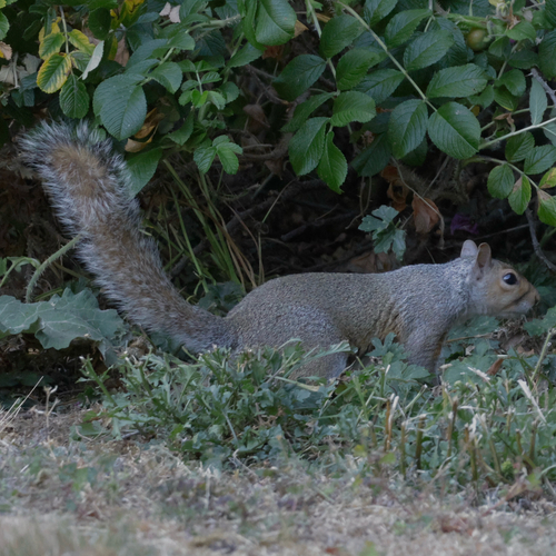 Eastern Gray Squirrel
