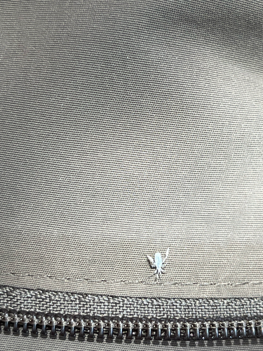 iNaturalist observation photo of pine needle aphid
