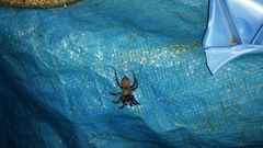 Antrodiaetus pacificus