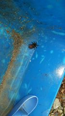 Antrodiaetus pacificus