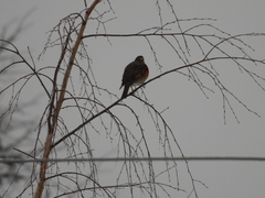 Turdus iliacus