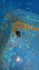 Antrodiaetus pacificus