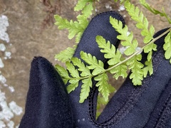 Cystopteris tennesseensis