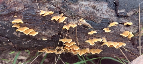 hairy curtain crust