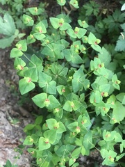 Helioscopia