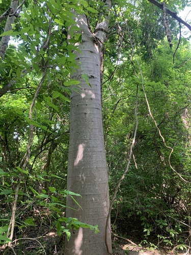 Jacaratia mexicana, photograph 4