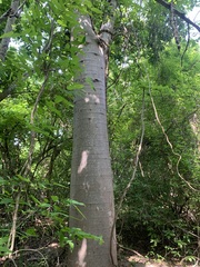 Jacaratia mexicana, photograph (c) Carlos Domínguez-Rodríguez, some rights reserved (CC BY)