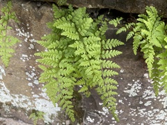 Cystopteris tennesseensis