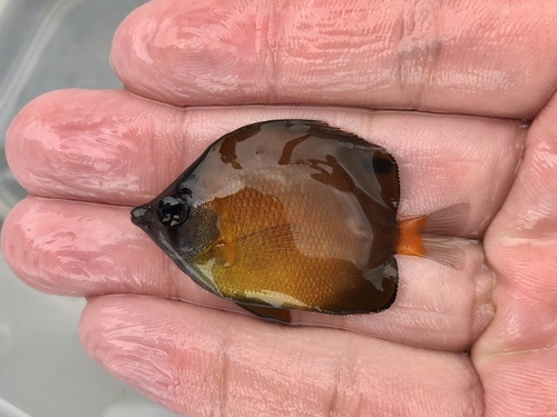 Japanese butterflyfish (Chaetodon nippon) — Chaetodontidae — 2