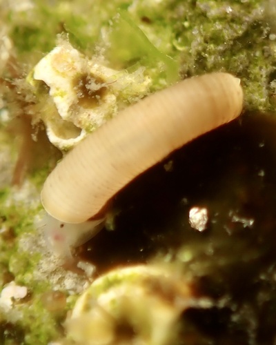 Caecum californicum observed 2026-07-05