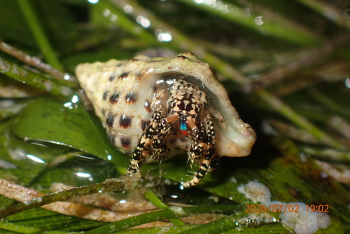 Clibanarius cruentatus observed 2026-07-02