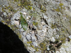 Lecanora horiza