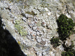 Lecanora horiza