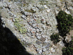 Lecanora horiza