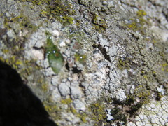 Lecanora horiza