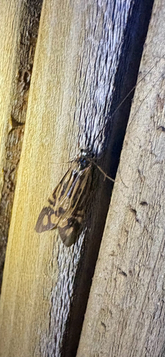 Zebra Caddisfly