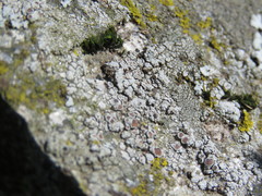 Lecanora horiza