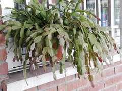 Schlumbergera buckleyi