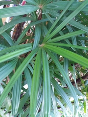 Rhapis gracilis
