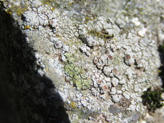 Lecanora horiza