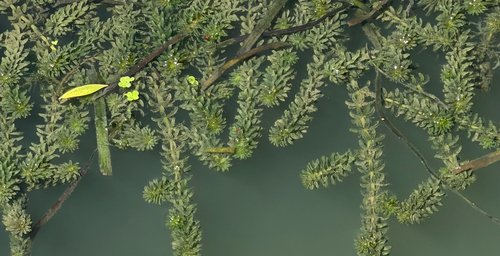 Hydrilla