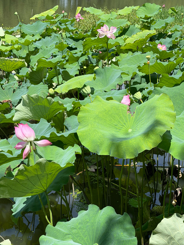 Sacred Lotus